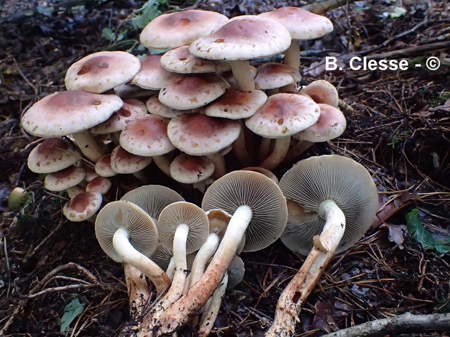 Hypholoma lateritium (H. sublateritium)