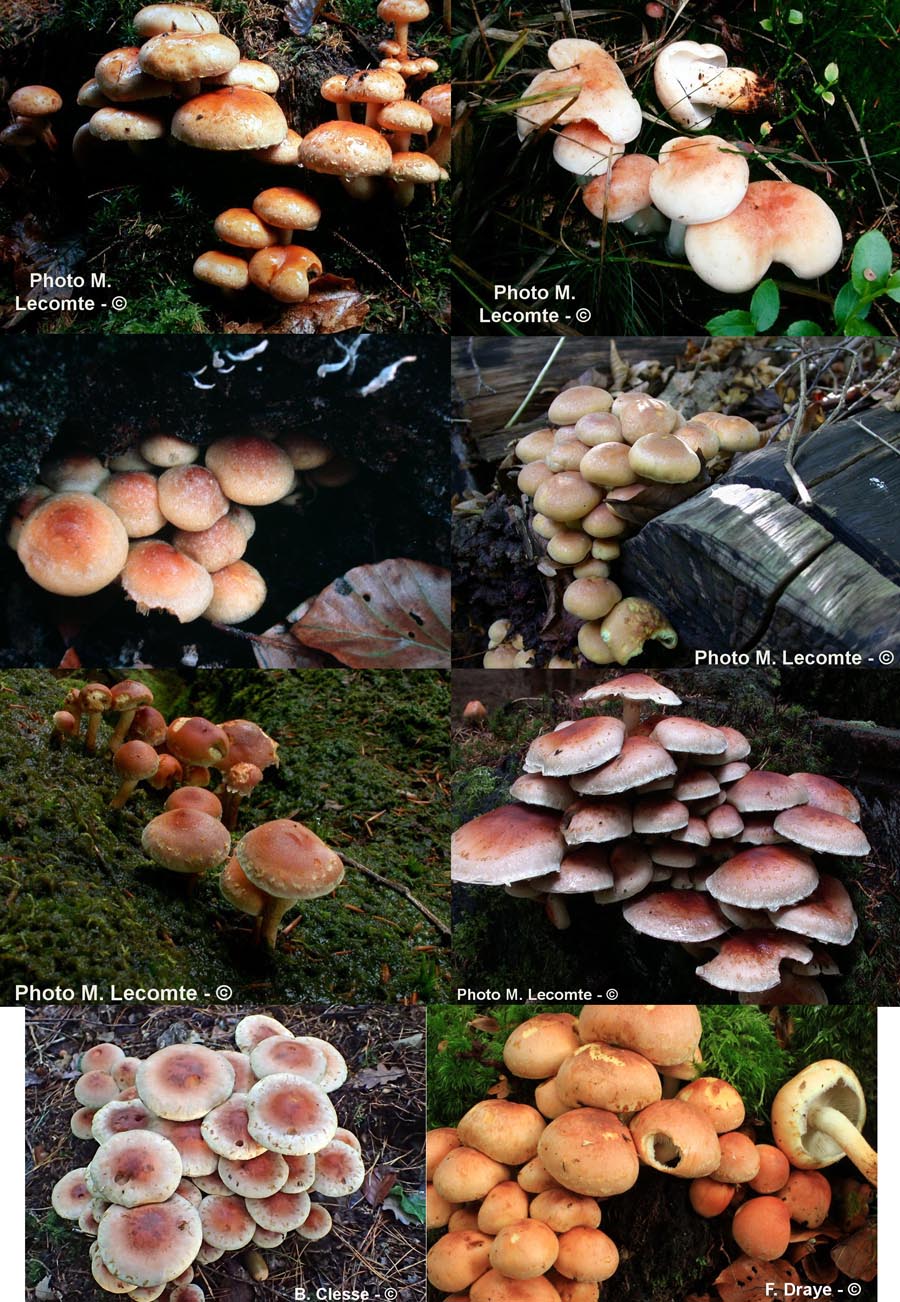 Hypholoma lateritium (H. sublateritium)