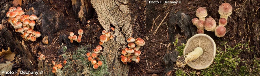 Hypholoma lateritium