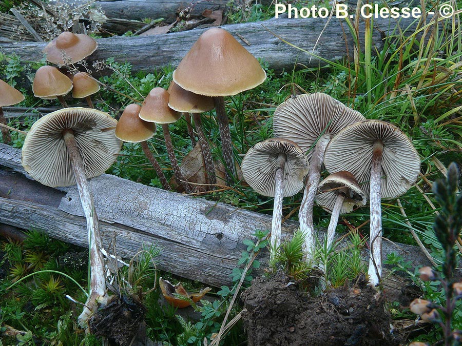 Hypholoma marginatum