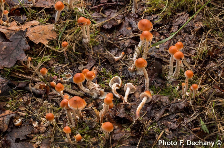 Hypholoma marginatum