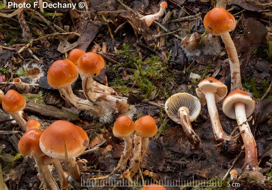 Hypholoma marginatum