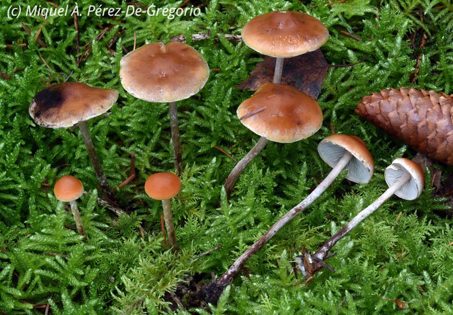 Hypholoma marginatum