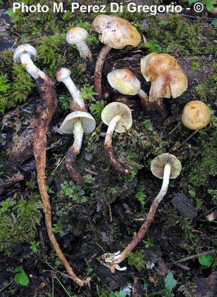 Hypholoma radicosum