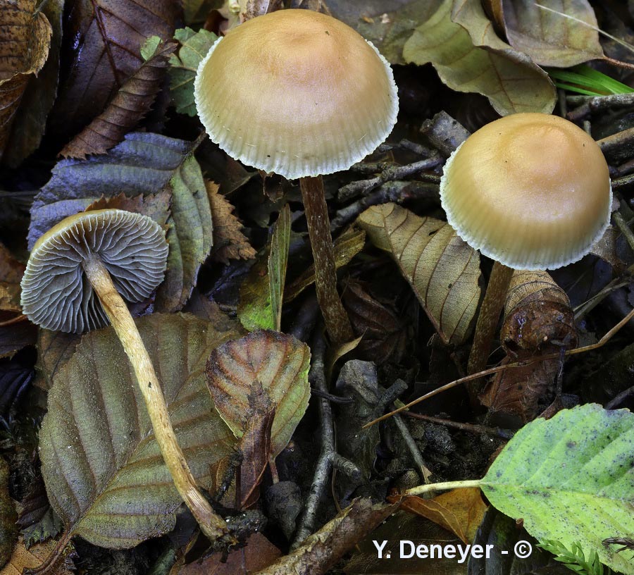 Hypholoma subericaceum