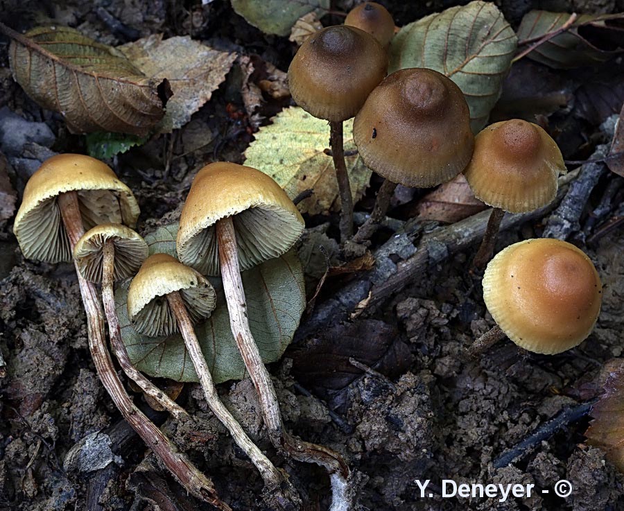 Hypholoma subericaceum