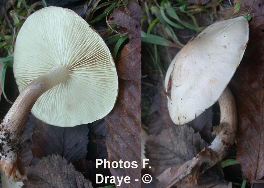 Hypholoma sublateritium fo. alba