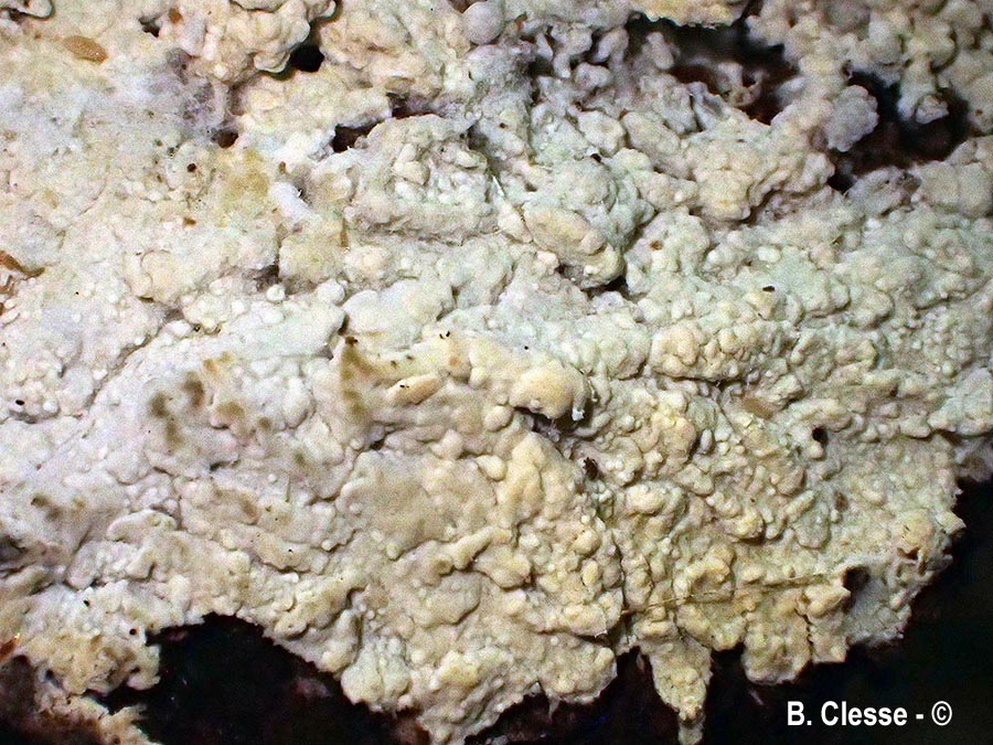 Hypochnicium erikssonii
