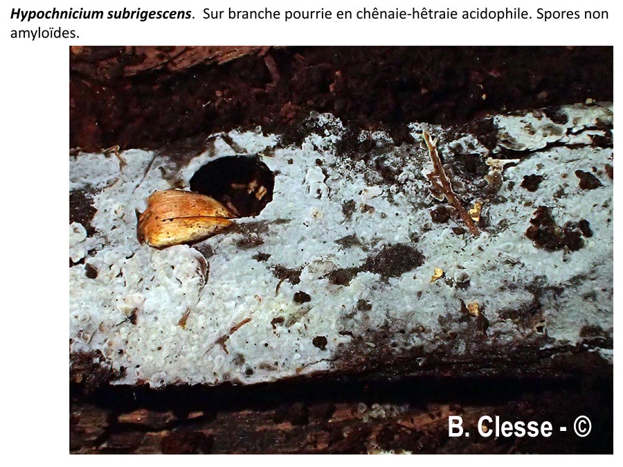 Hypochnicium subrigescens