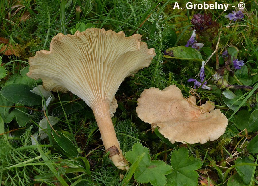 Infundibulicybe costata (Clitocybe costata)