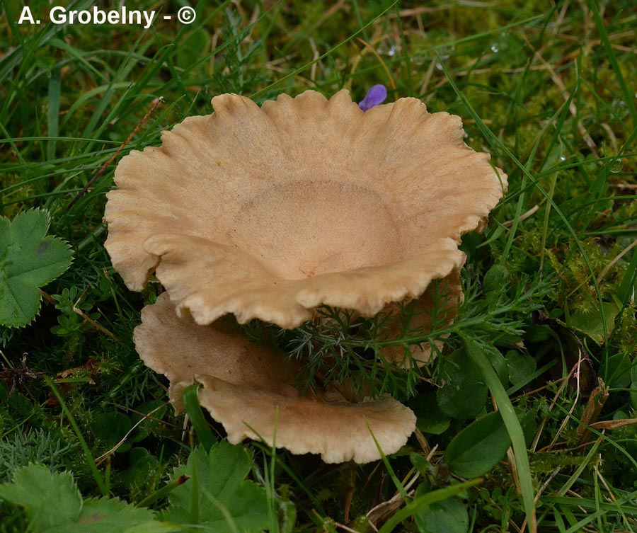 Infundibulicybe costata (Clitocybe costata)