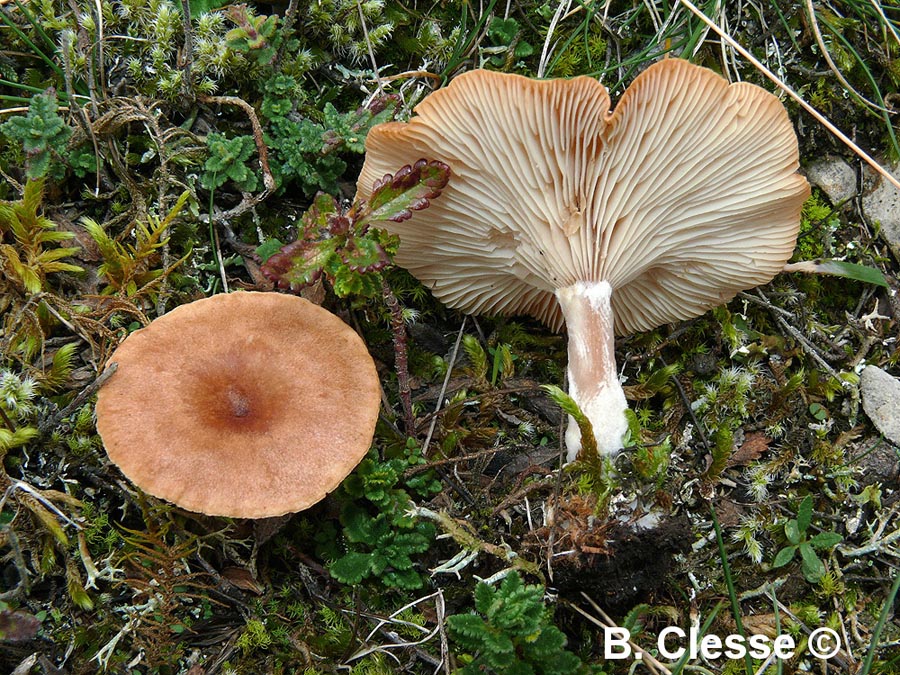 Clitocybe glareosa (Infundibulicybe glareosa)