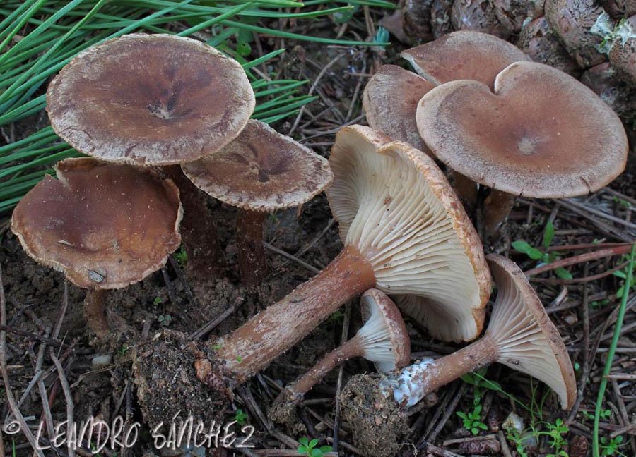 Clitocybe meridionalis