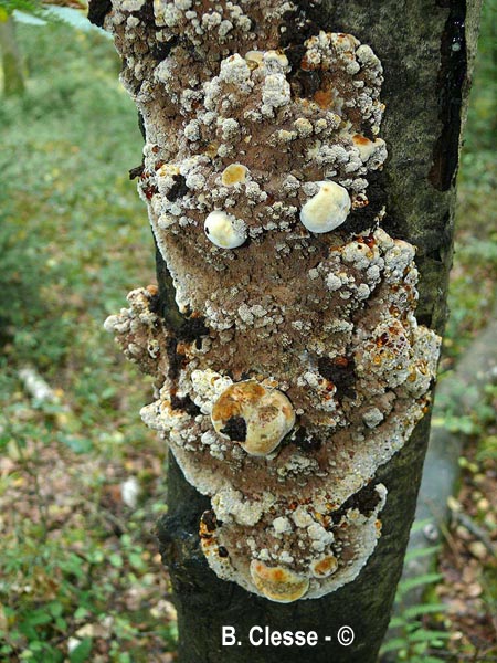 Inocutis rheades (Inonotus rheades)