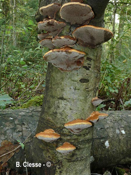 Inocutis rheades (Inonotus rheades)