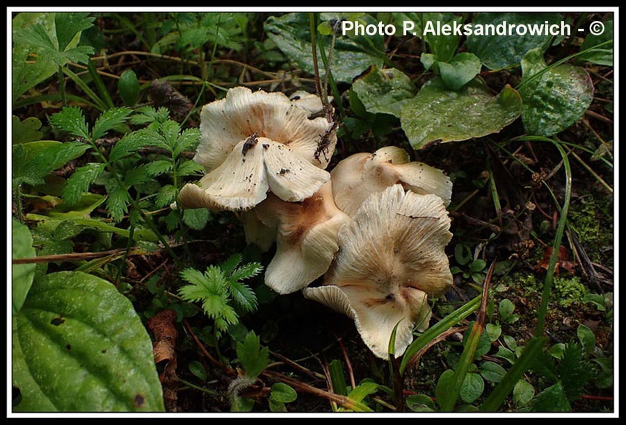 Inocybe adaequata