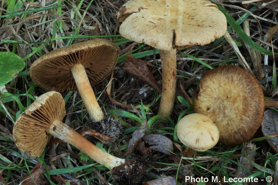 Inocybe agardhii