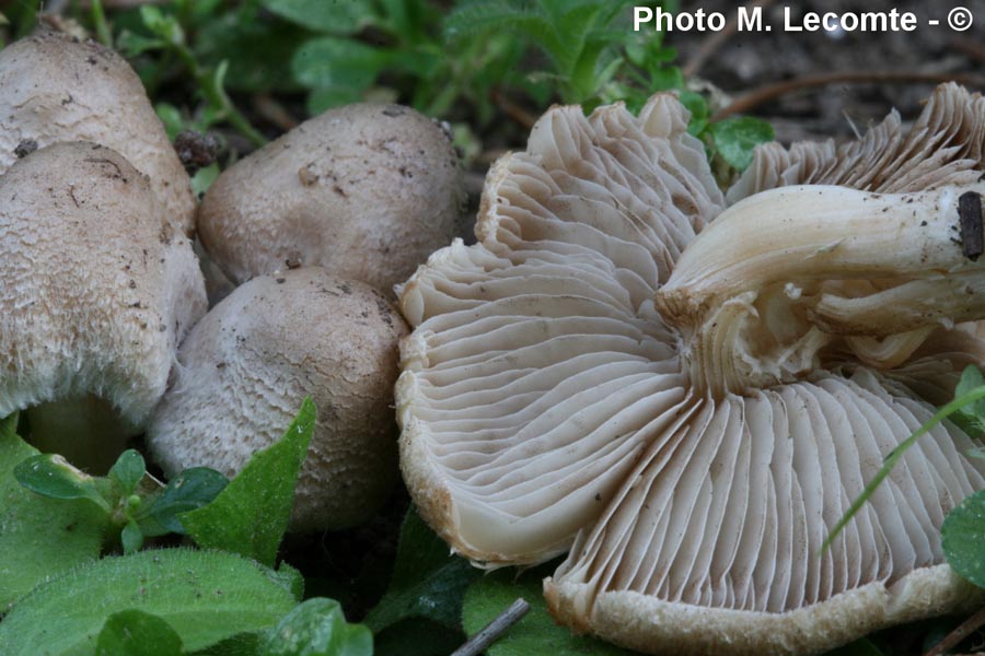 Inocybe agardhii