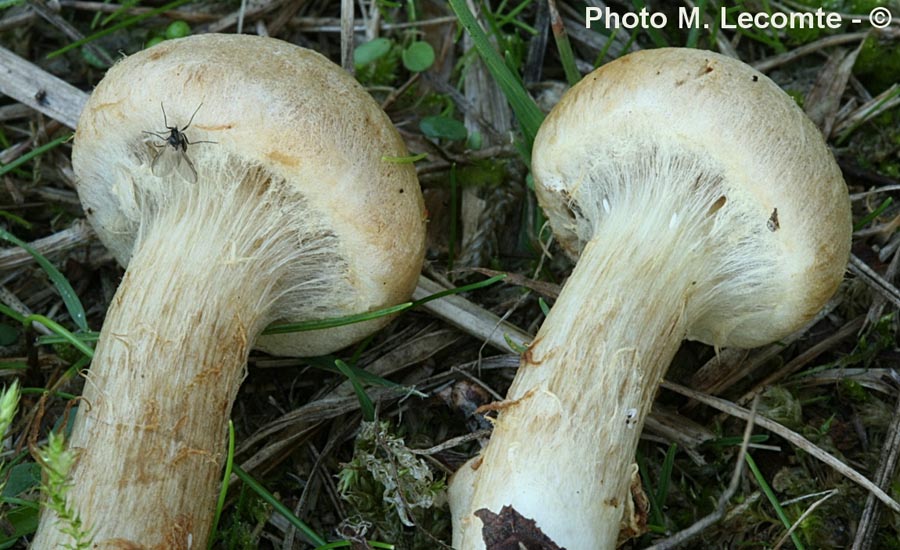 Inocybe agardhii