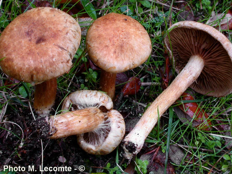 Inocybe aghardii var. maritima