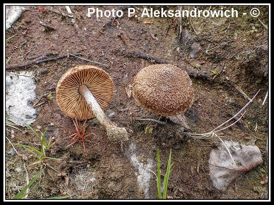 Inocybe amethystina