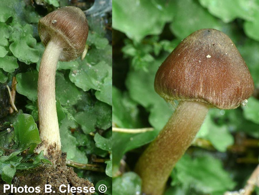 Inocybe assimilata