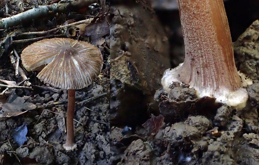 Inocybe asterospora