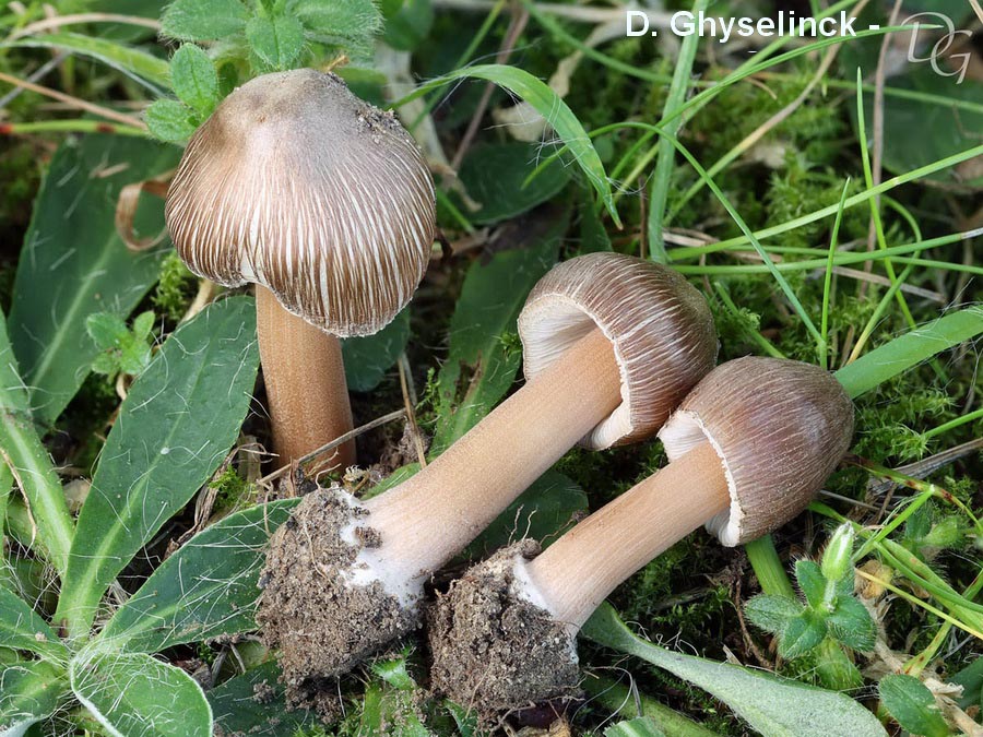 Inocybe asterospora