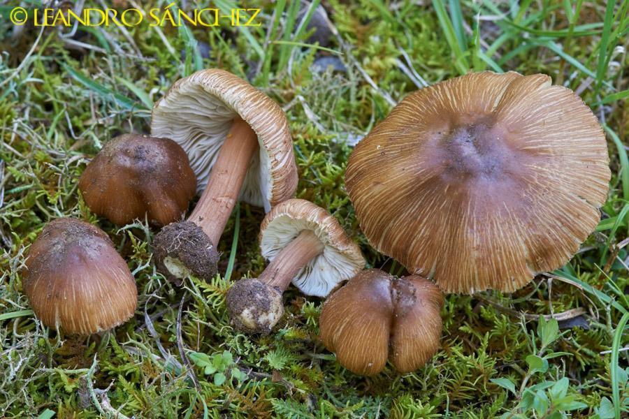 Inocybe asterospora