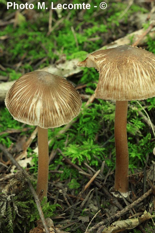 Inocybe asterospora