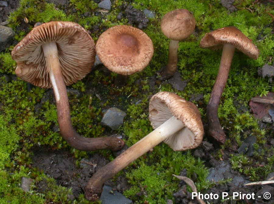 Inocybe atripes