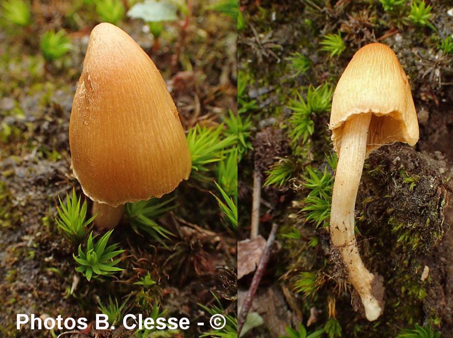 Inocybe aurea