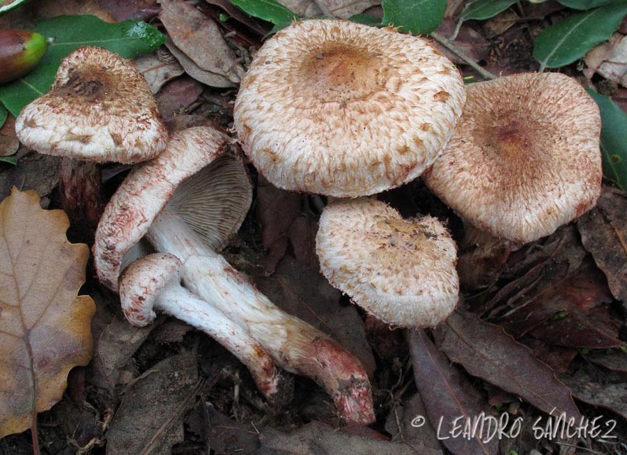 Inocybe bongardii