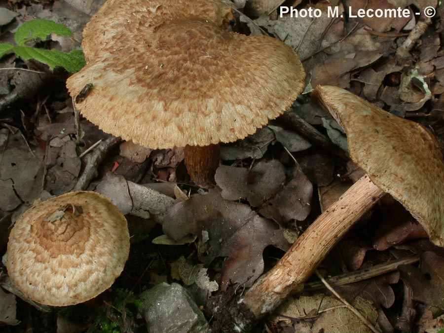 Inocybe bongardii