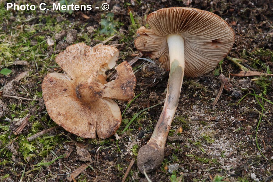 Inocybe bresadolae