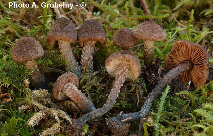 Inocybe calamistrata