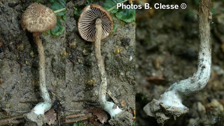 Inocybe calamistrata