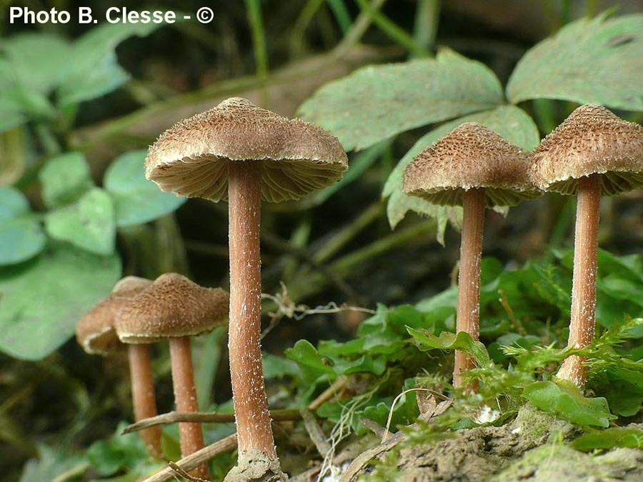 Inocybe calospora