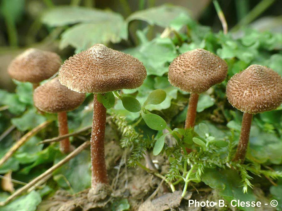 Inocybe calospora