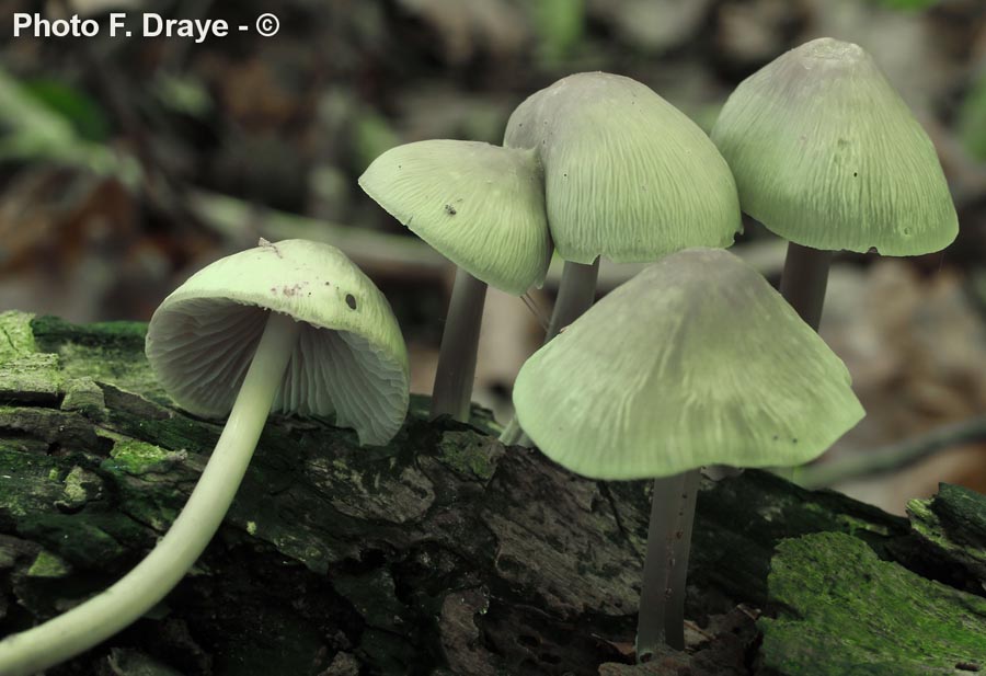 Inocybe cookei