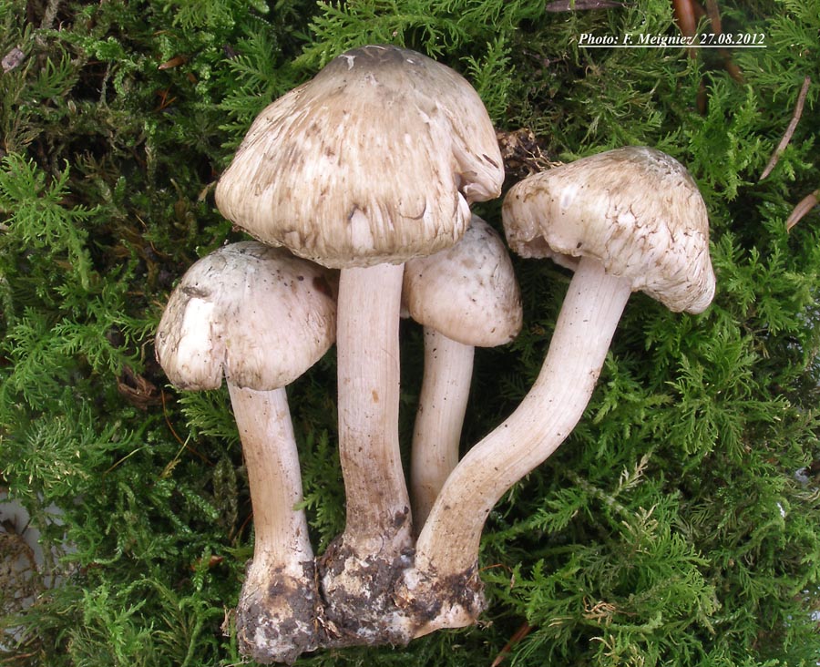 Inocybe corydalina