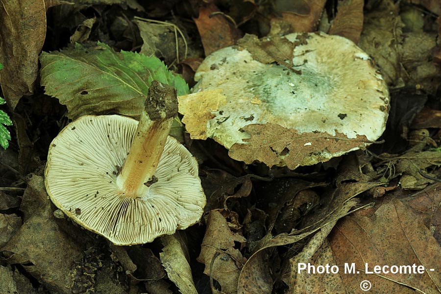 Inocybe corydalina