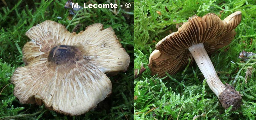 Inocybe crinaceomorpha