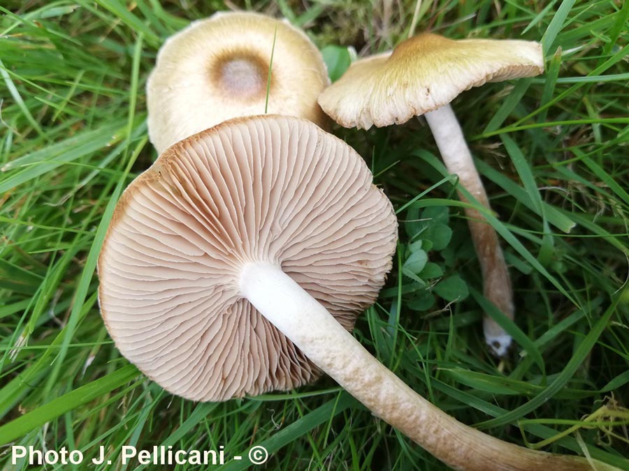 Inocybe curvipes