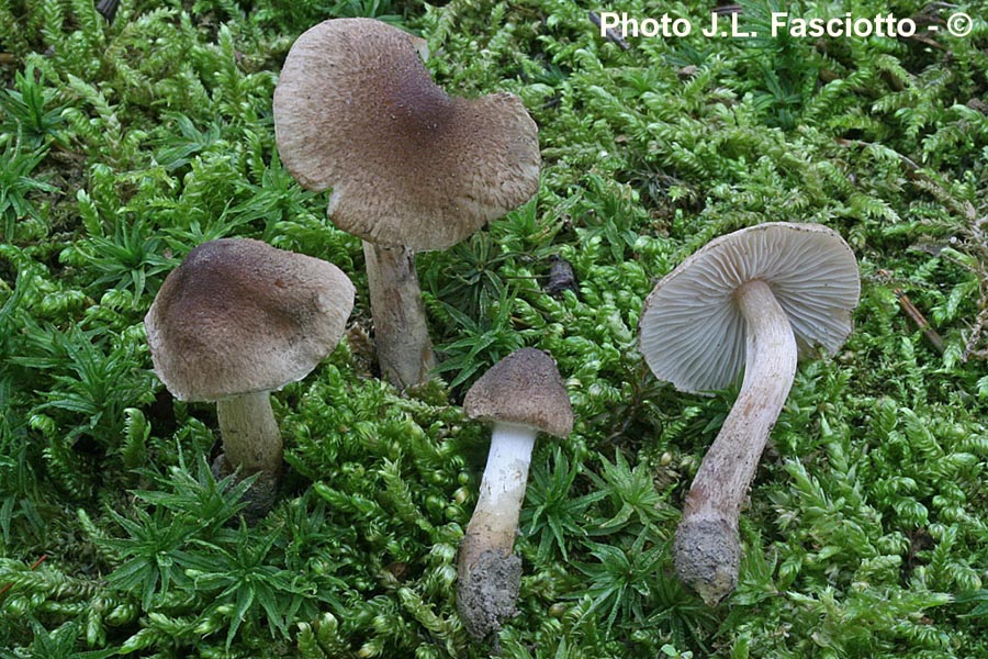 Inocybe curvipes