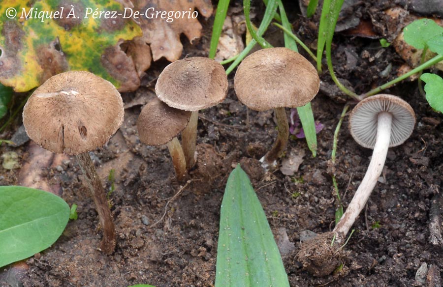 Inocybe curvipes