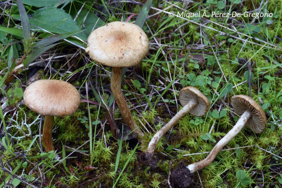 Inocybe dulcamara (Inocybe dulcamara var. axantha)