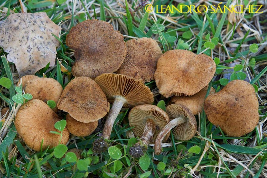 Inocybe dulcamara