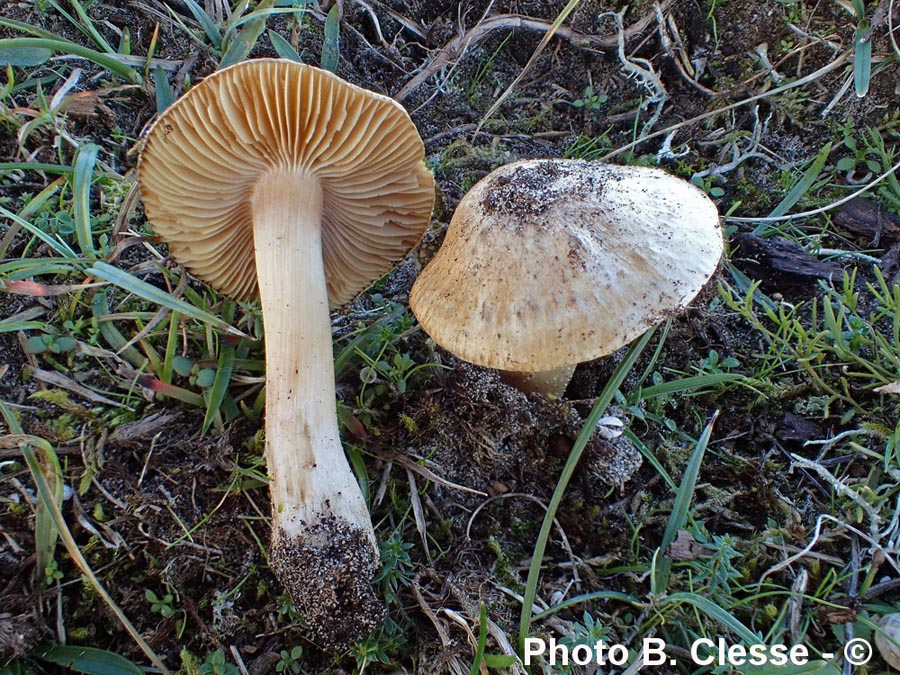 Inocybe dunensis