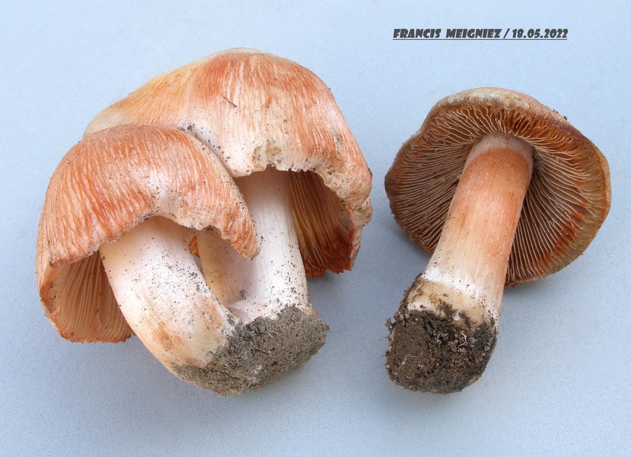 Inocybe erubescens